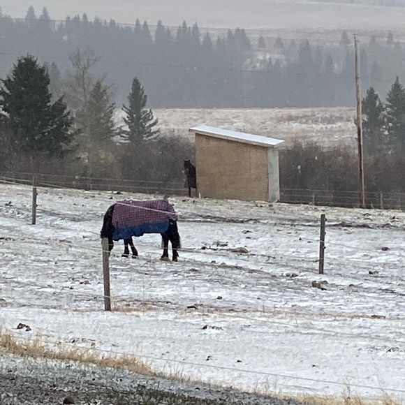 Meet your Posher, Gwendolyn - Picture 1 of 1